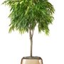Ficus 'Alii'